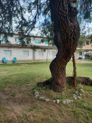 un árbol en un campo con rocas alrededor en Cabañas Torres Del Sol en Santa María