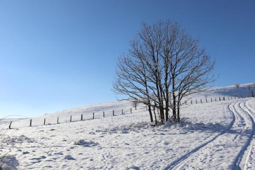 a tree in a snow covered field with a fence at Apartman TEKA in Zlatibor