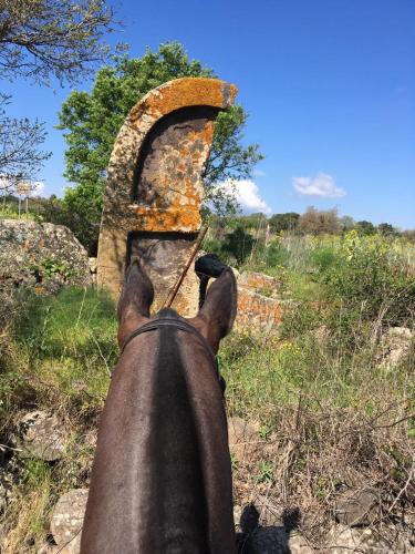 a horse is looking up at the sky at Azienda agricola Affittacamere S'Ispinalba di Laura Pitzolu in Borore