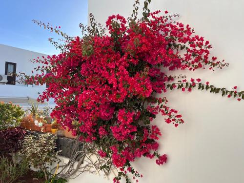 Finca Thiago – Photos 3