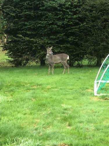 a deer standing in the grass in a field at Lækkert sommerhus i gåafstand til by og strand in Marielyst