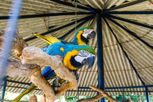 two colorful parrots sitting on a tree branch at Hotel Morro De Santo Agostinho in Serra Negra