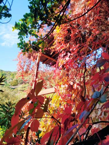a bunch of red leaves on a tree at Oleander's Garden Traditional Cretan Cottage in Ferma