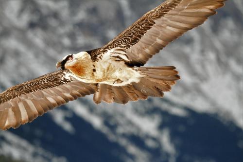 a bird flying in the air with mountains in the background at Casa Gerbe in Gerbe