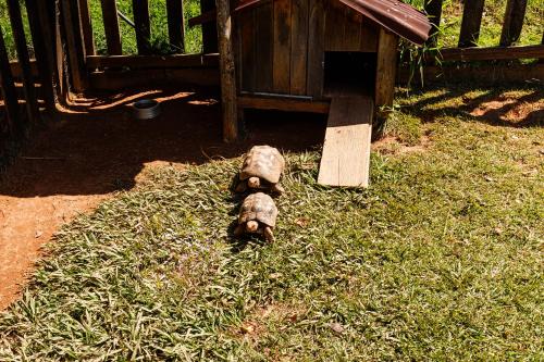 a dog laying in the grass next to a dog house at Hotel Morro De Santo Agostinho in Serra Negra