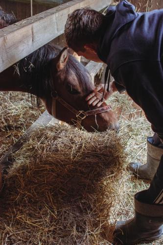 a person petting a cow in a pile of hay at Ranczo Molikówka gospodarstwo z Końmi Sauna i Banią in Siołkowa