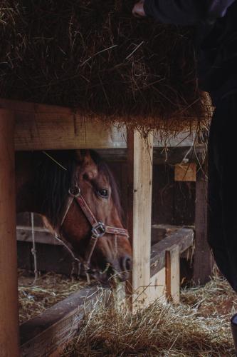 a horse is sticking its head out of a stable at Ranczo Molikówka gospodarstwo z Końmi Sauna i Banią in Siołkowa