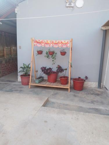 a display of potted plants on a wall at HospedajesPerú in Zorritos