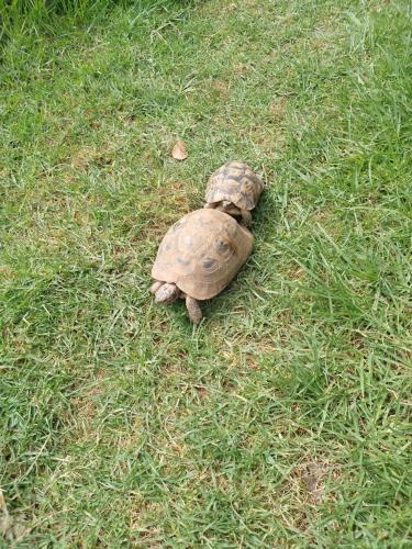 a turtle is laying in the grass at Dar Soulaimane in Marrakech
