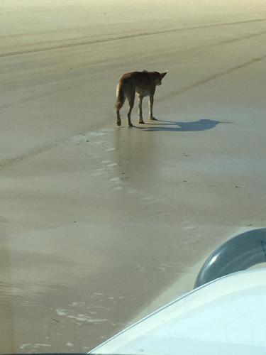 a dog standing on the beach drinking water at The Bay Beach Shack, Hervey Bay in Hervey Bay