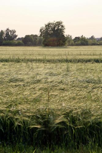 a field of tall grass with trees in the background at Agriturismo Argaland in Parma