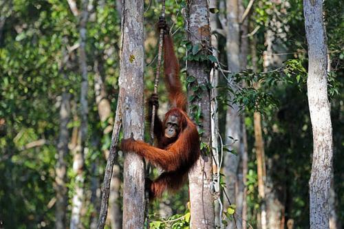 a monkey is climbing a tree in a forest at Cakrawala in Kumai