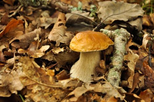 a mushroom on the ground in the leaves at KIŽIN House, Cozy apartments by Istrian Embrace in Brezovica pri Gradinu