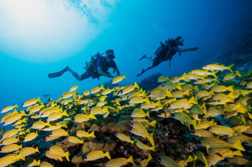 two people swimming over a crowd of fish in the ocean at One&Only Reethi Rah in Reethi Rah