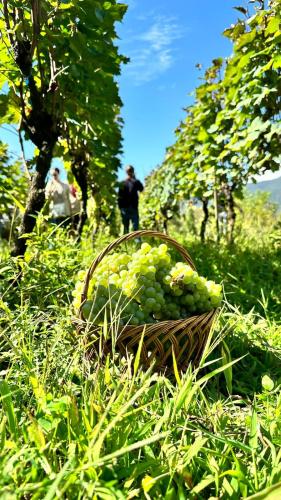 a basket full of green grapes in a field at Lunisi Kvareli in Kvareli