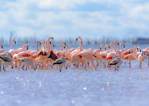 a flock of pink flamingos standing in the water at La Lagune Panoramic View in Bages