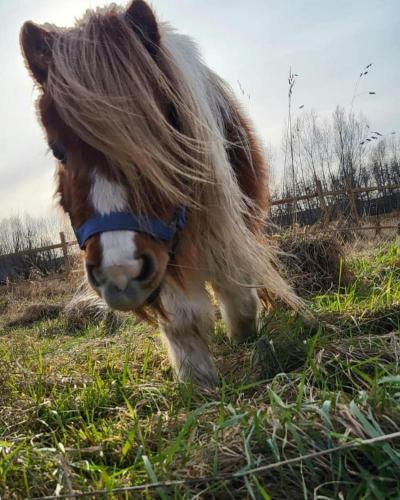 Animales en la casa vacacional o alrededores