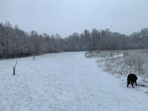 a black dog standing in a snow covered field at Lakeside retreat - Lodge 2F caer beris holiday park in Builth Wells