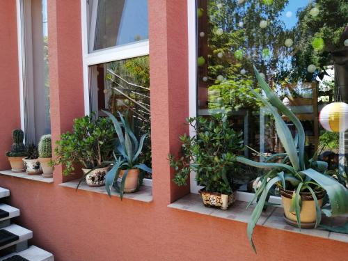 a bunch of potted plants sitting on a window sill at Penzión Vilka Podhájčanka in Podhájska