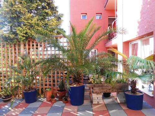a bunch of potted plants in a courtyard at Penzión Vilka Podhájčanka in Podhájska