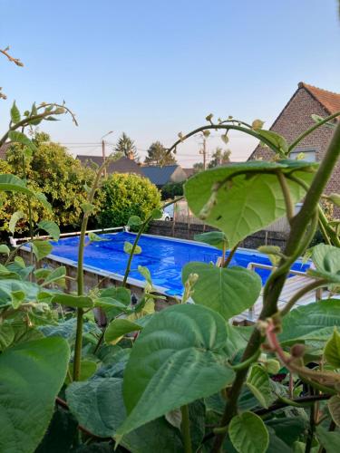 Lecelles的住宿－La Canopée，从一些植物后面可欣赏到游泳池的景色