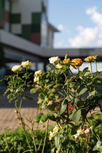 a plant with flowers in front of a building at Strassen Hotel in Goiânia