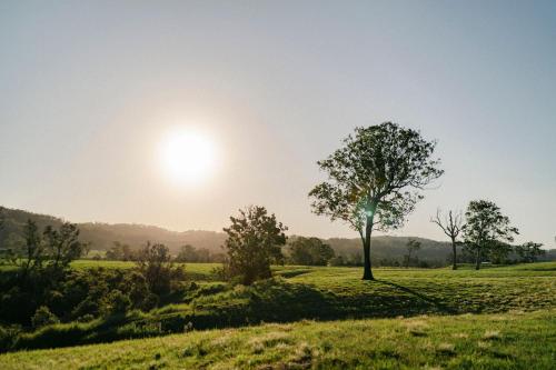 a tree in a field with the sun in the background at Whisky @ On The Rocks in Rock Valley
