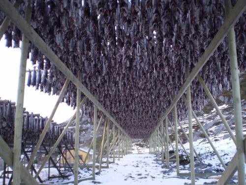 a large amount of birds hanging from a roof at Damperiholmen cabin in Sund