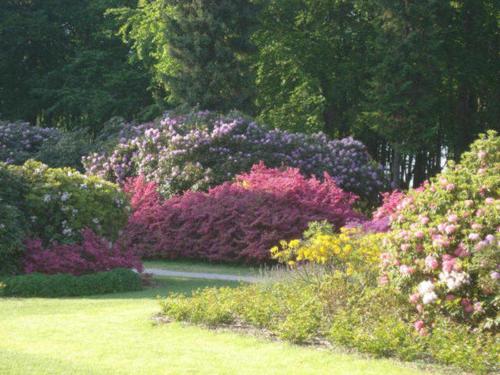 a garden with pink and purple flowers and trees at Haus Heidelbeere 26 in Graal-Müritz