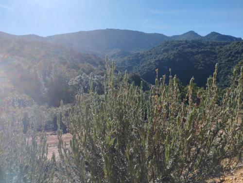 a view of the mountains with a cactus at holiday home su Niberalzu in Monti