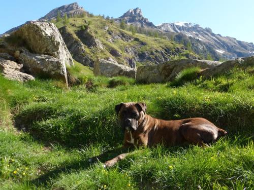 a brown dog laying in the grass in a field at Rooms Alpe Veglia-Varzo in Varzo