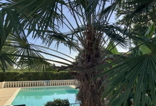 a palm tree next to a swimming pool at Dugal Cottage in Chirac