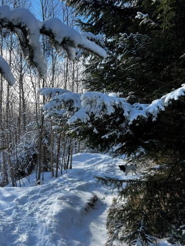 a snow covered path in a forest with trees at KUBO TATRY - Starý Smokovec in Smokovce