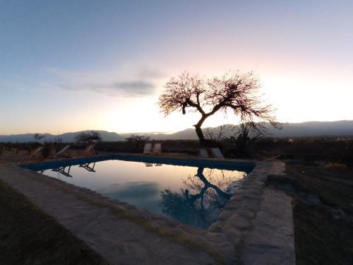 a reflection of a tree in a pool of water at Hotel Texas in Cafayate