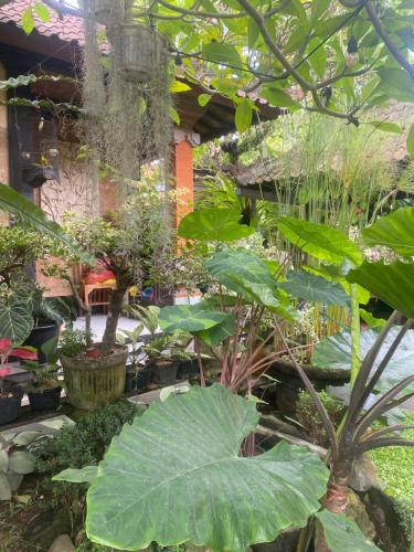 a garden with many different types of plants and trees at GUS ARDITYA HOMESTAY in Ubud