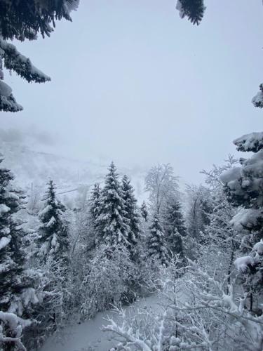 a snow covered forest with snow covered trees at Montana Suite Bungalows in Trabzon
