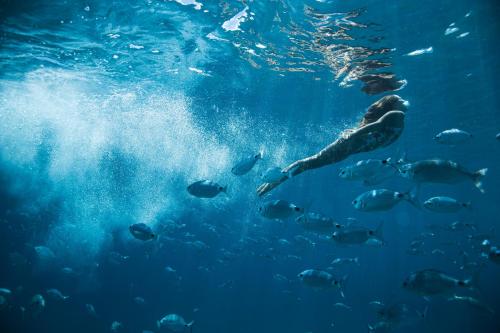 a person swimming in the water with a group of fish at Casagrande Sunset II - Fuerteventura - Costa Calma in Pájara