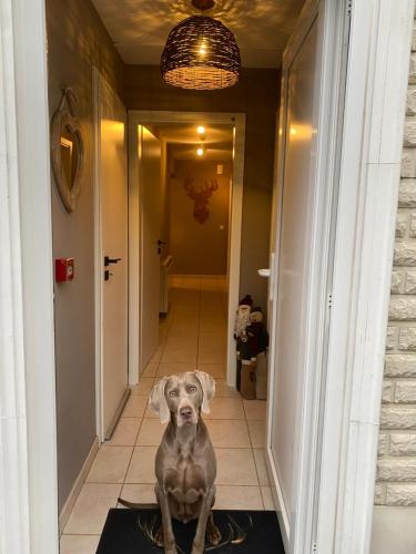 a dog sitting on a rug in a hallway at Gîte Le Chalet Suisse Dion in Beauraing