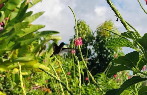 un pájaro sobre una planta en Finca La Puesta del Sol - Miramar de Sierpe en Sierpe