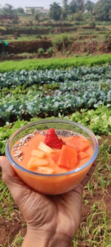 a person holding a bowl of fruit in a field at Yuva Yatri Campsite in Mahabaleshwar