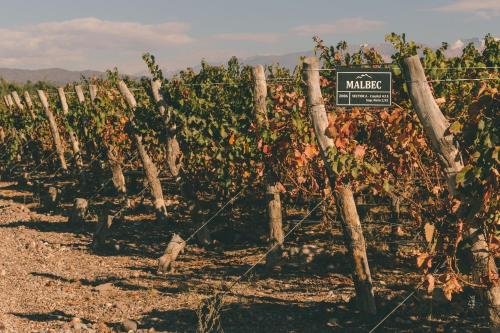 a bunch of vineyards with a sign on a fence at Rosell Boher Winery Lodge & Spa in Agrelo