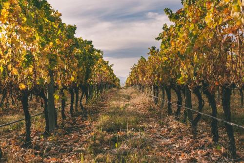 a row of trees in a vineyard at Rosell Boher Winery Lodge & Spa in Agrelo