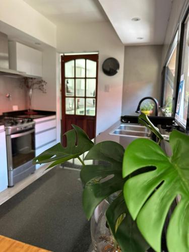 a kitchen with a sink and a plant in the foreground at Hospedaje posada en Ezeiza in Ezeiza