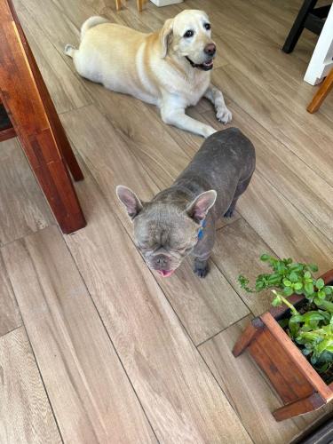 a dog and a gray cat sitting on the floor at Hospedaje posada en Ezeiza in Ezeiza