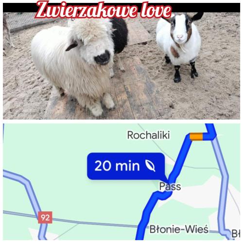 two goats are standing next to each other at Pod Kasztanami blisko A2 in Baranów