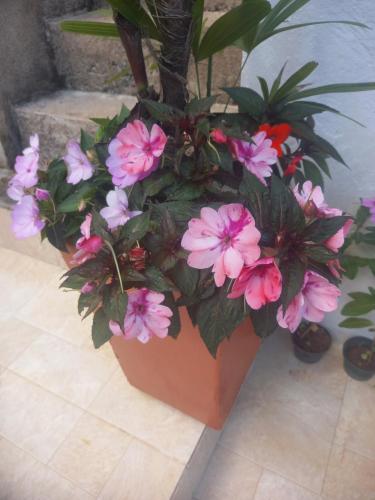 a potted plant with pink flowers in a pot at Suítes Mathias flat 104 in Conservatória