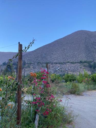 a field of flowers with a mountain in the background at DIAGUITAS, VICUÑA, VALLE DEL ELQUI in Diaguita