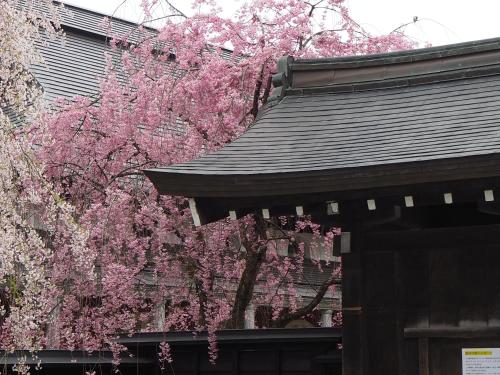 a tree with pink flowers next to a building at Katakurinohana in Senboku
