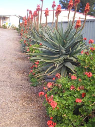 a row of plants in a garden with red flowers at Moonta Bay Accommodation in Port Moonta