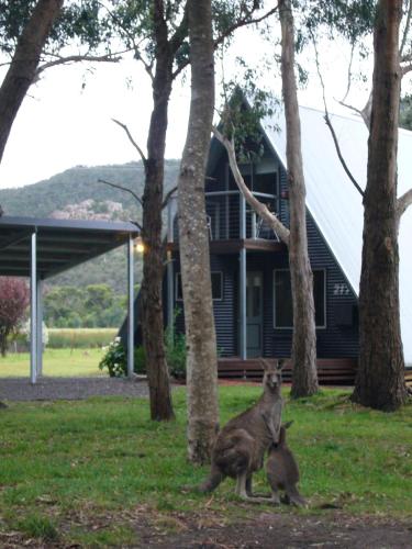two animals sitting in the grass in front of a house at The A-Frame in Halls Gap